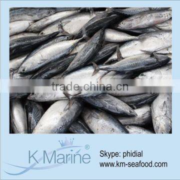 Hot Selling 18 months Shelf Life Frozen Bullet Bonito