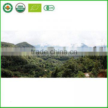 Healthy Bai Hao Silver Needle Organic White Tea photo-2
