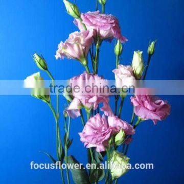 Wholesale Pink Eustoma Flowers From Yunnan China photo-4