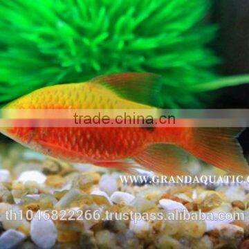 Rosy Barb Fish Farm For Sale and Export photo-5