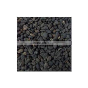 India Psoralea Corylifolia photo-2