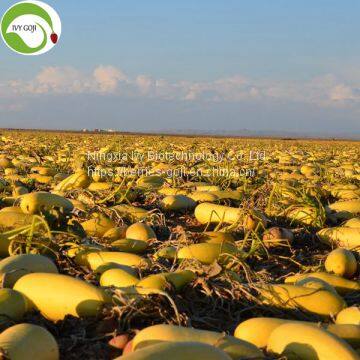 Factory Supply Raw GWS AA Grade Pumpkin Kernels photo-2