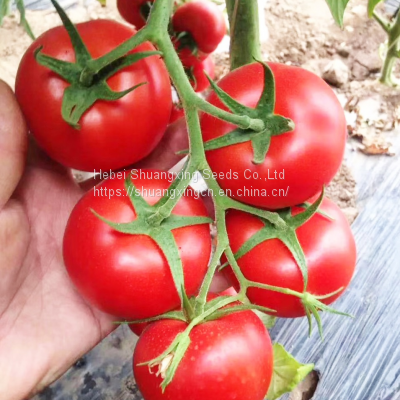 Chinese Vegetable Seeds Tomato Seed for Greenhouse f1 Tomato Seeds photo-5