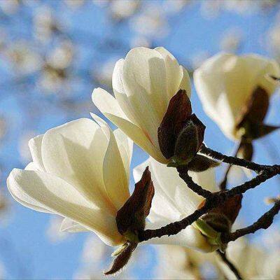 Цены на магнолию ланцетолистную в регионе Цзянсу