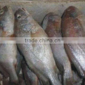 Frozen white croaker (whole round) fish