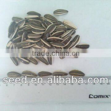 High quality long confectionery sunflower seed 5009