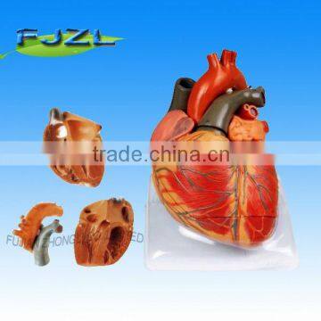 Adult human Heart Model