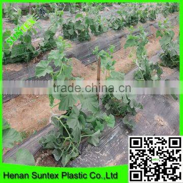 Supper Hdpe Tomato /cucumber Plant Support Net photo-3