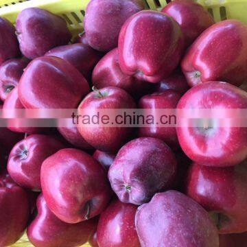 Huaniu Apples photo-4