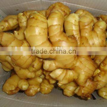 Chinese Organic Ginger Market Price Ginger Factory