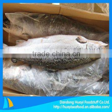 high quality new frozen salmon fish