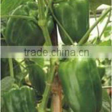 Fresh Bell Pepper India/good Quality Capsicum/farm Fresh Red,yellow,red Capsicum/bell Pepper Exporter in India photo-5
