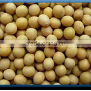 Soya Bean