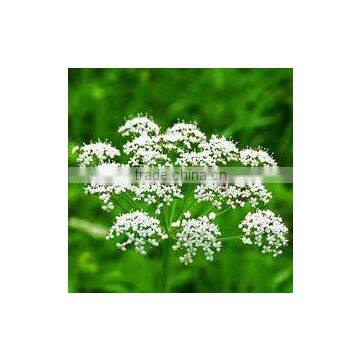 Anise Oil High Quality With Best Price