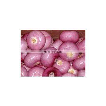 WHITE ONIONS photo-6