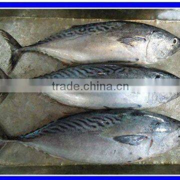 Hot Sell Frozen Bonito Fish