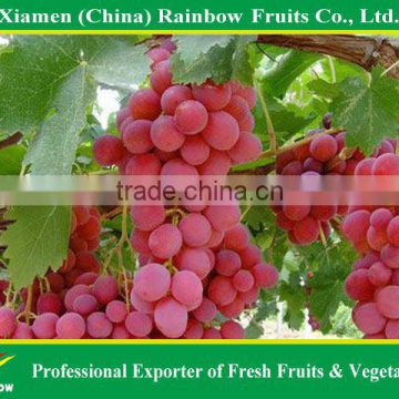 seedless grape varieties