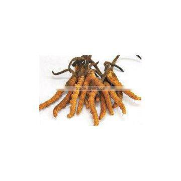 Tibetan Cordyceps sinensis