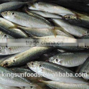 Frozen horse mackerel norway for canned mackerel china seafood