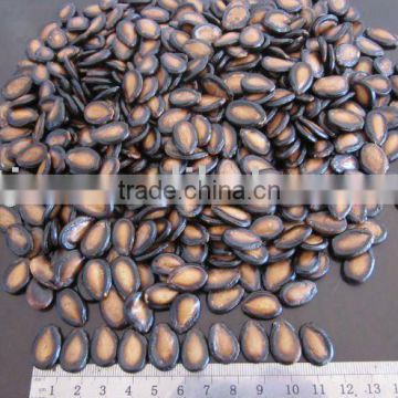 good quality Black Watermelon Seeds10cm, 11cm