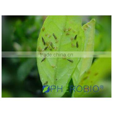Pheromone lure of Diaphorina citri and trap set