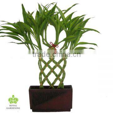 Lucky bamboo knitted in peatmossdracaena lucky bamboo