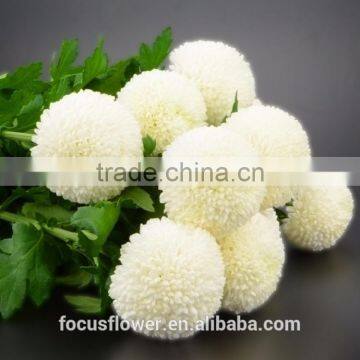 Export Direct Pompon Mum White Chrysanthemum For Sale