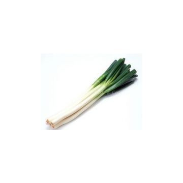 Chinese green onion