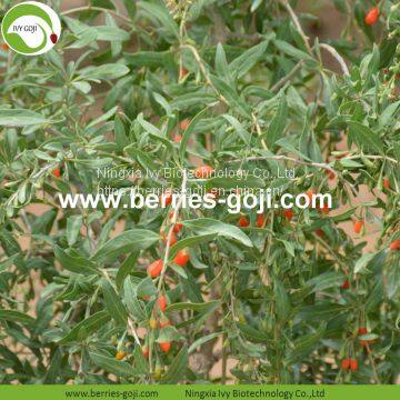 Factory Hot Sale Dried Himalayan Goji Berries photo-2
