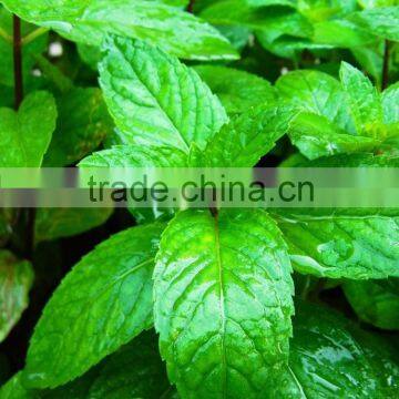 OEM/ODM pure natural and organic peppermint essential oil in bulk with fast delivery