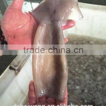 Landing Frozen Illex Squid Body With Size 400 - 600g