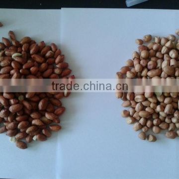 Indian peanut BOLD type crop 2012