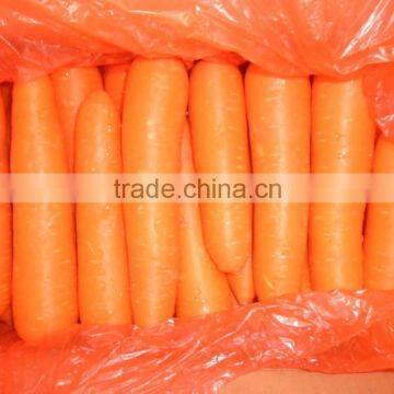 Good Quality New Crop Carrot