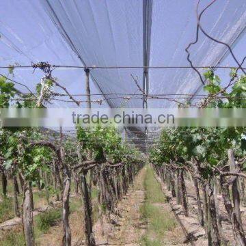 Agricultural Anti Hail Net/hail Protection Net/plastic Net Made in China photo-3