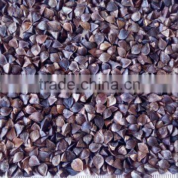 sweet buckwheat brown colour good quality (Fagopyrum esculentum)