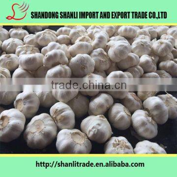 New harvest garlic ,white color for sale