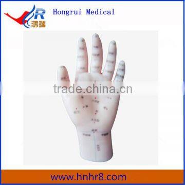 High Quality Life size Acupuncture Hand Model