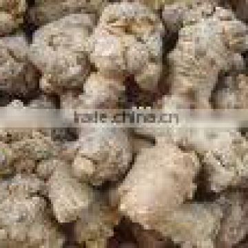 Radix Notoginseng P.E./Panax Notoginseng P.E.--ROOT