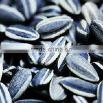 Sun Flower Seed 5009 From China