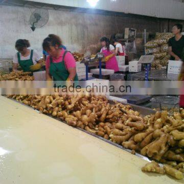 China Big Ginger of Low Price photo-2