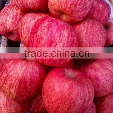 red color apple chinese red big apple shandong fresh red fuji apple