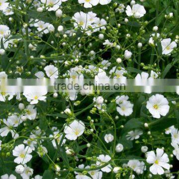 Fresh Cut Gypsophila