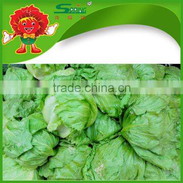 iceberg lettuce for export led grow lights for lettuce