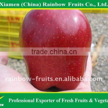 Gansu Red Apple