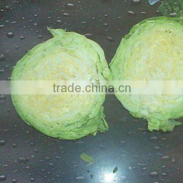 export standard purple fresh cabbage