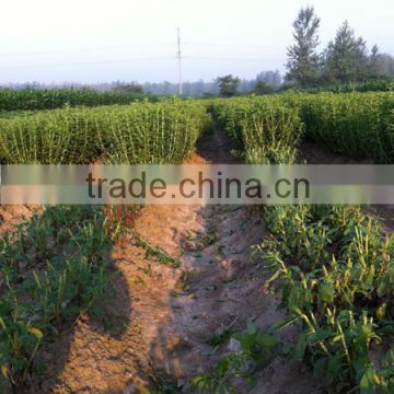 High Yield High RA Content Seeds Stevia/Stevia Seeds/Stevia Rebaudiana Seed For Sale-Xian Nong No.3