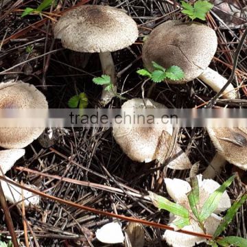 Traditional Chinese Medicine Shiitake Mushroom Extract Powder