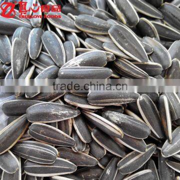 5009 Type Sunflower Seeds