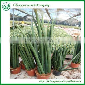 Indoor Dragon Tongue Plant photo-3