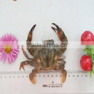 Frozen Half-cut Mud Crabs photo-2